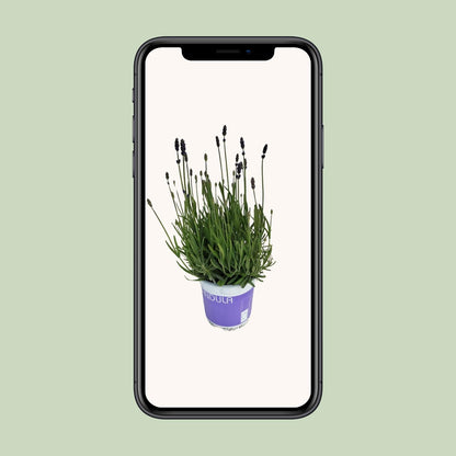 Lavendel 'Hidcote Blue' – Duftende, pflegeleichte Pflanze