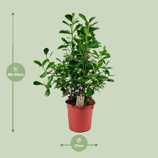 Clusia Rosea Princess – Pflegeleichter Autographenbaum Ø27 cm