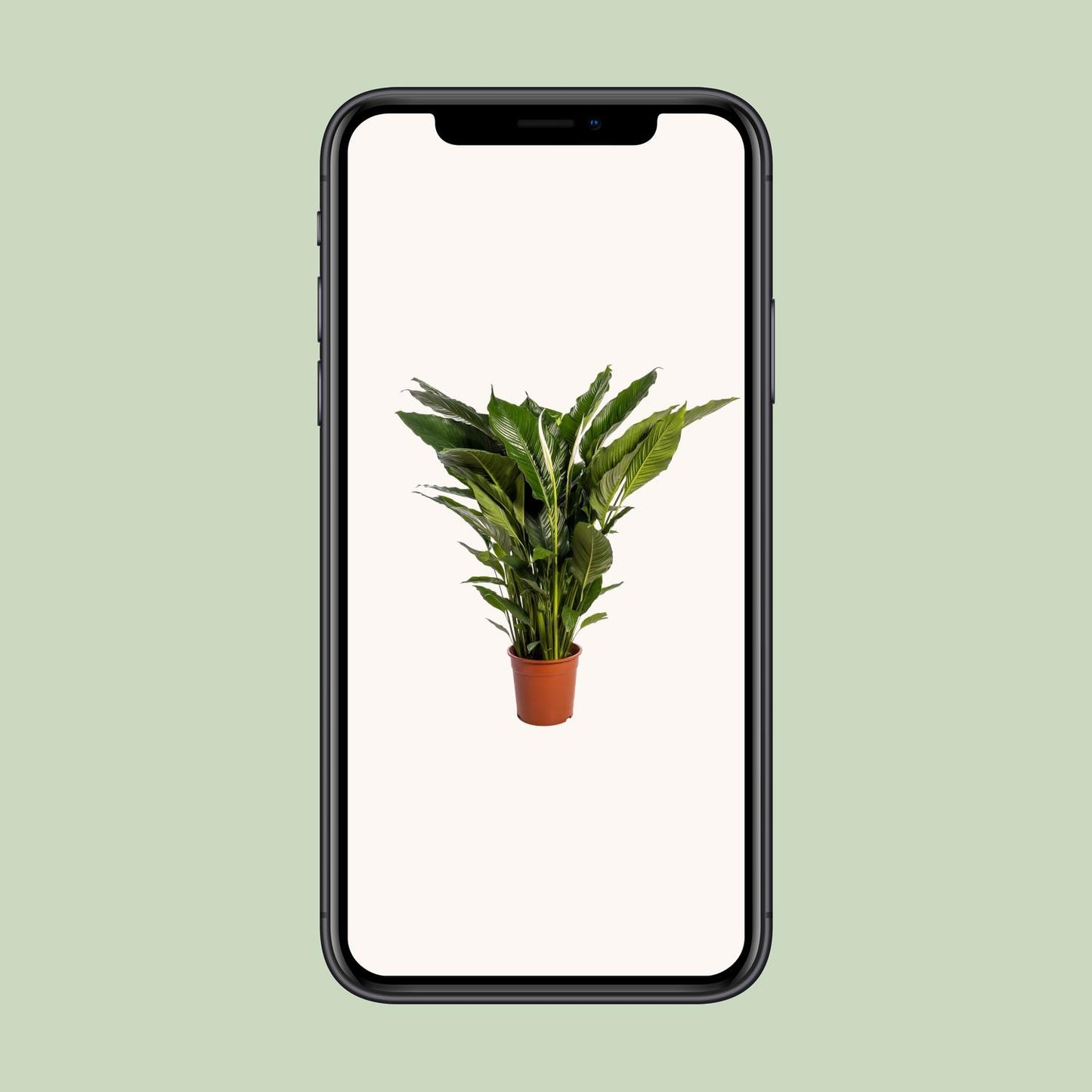 Spathiphyllum Sweet Sebastiano – Pflegeleichte Friedenslilie Ø24cm