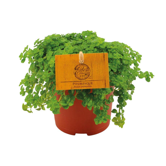 Pilea Depressa – Zwerg-Knallkraut, Ø 10,5 cm, pflegeleicht