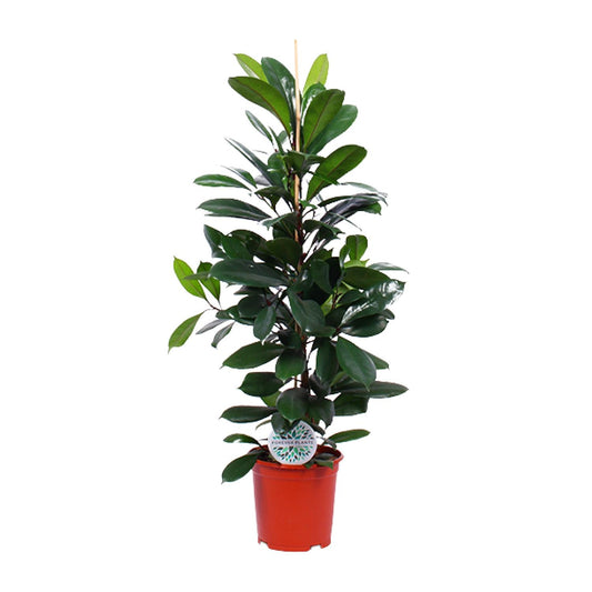 Ficus Cyathistipula – Tropische Zimmerpflanze Ø21cm