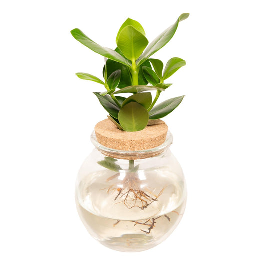 Clusia Hydroponie Pflanzenmix im Glas Ø12cm – Pflegeleicht & Modern