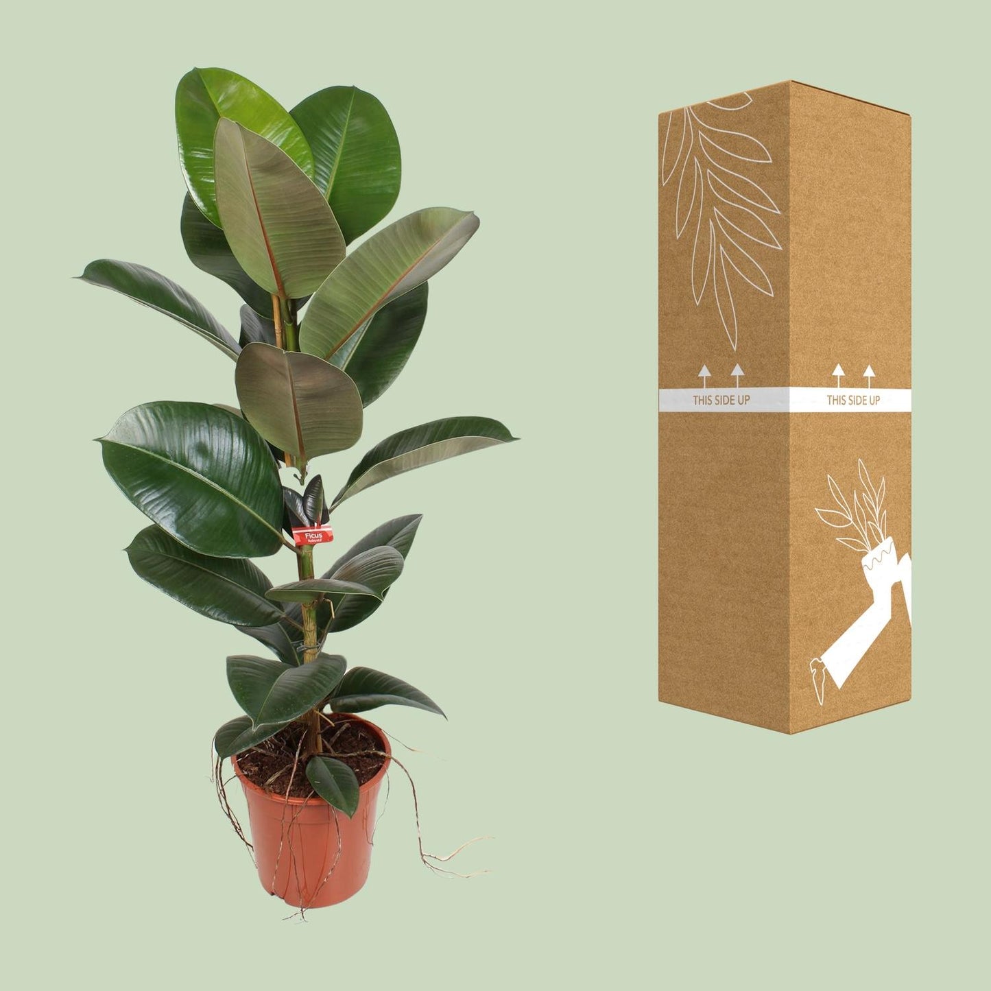 Gummibaum Robusta – 95 cm pflegeleichte Zimmerpflanze