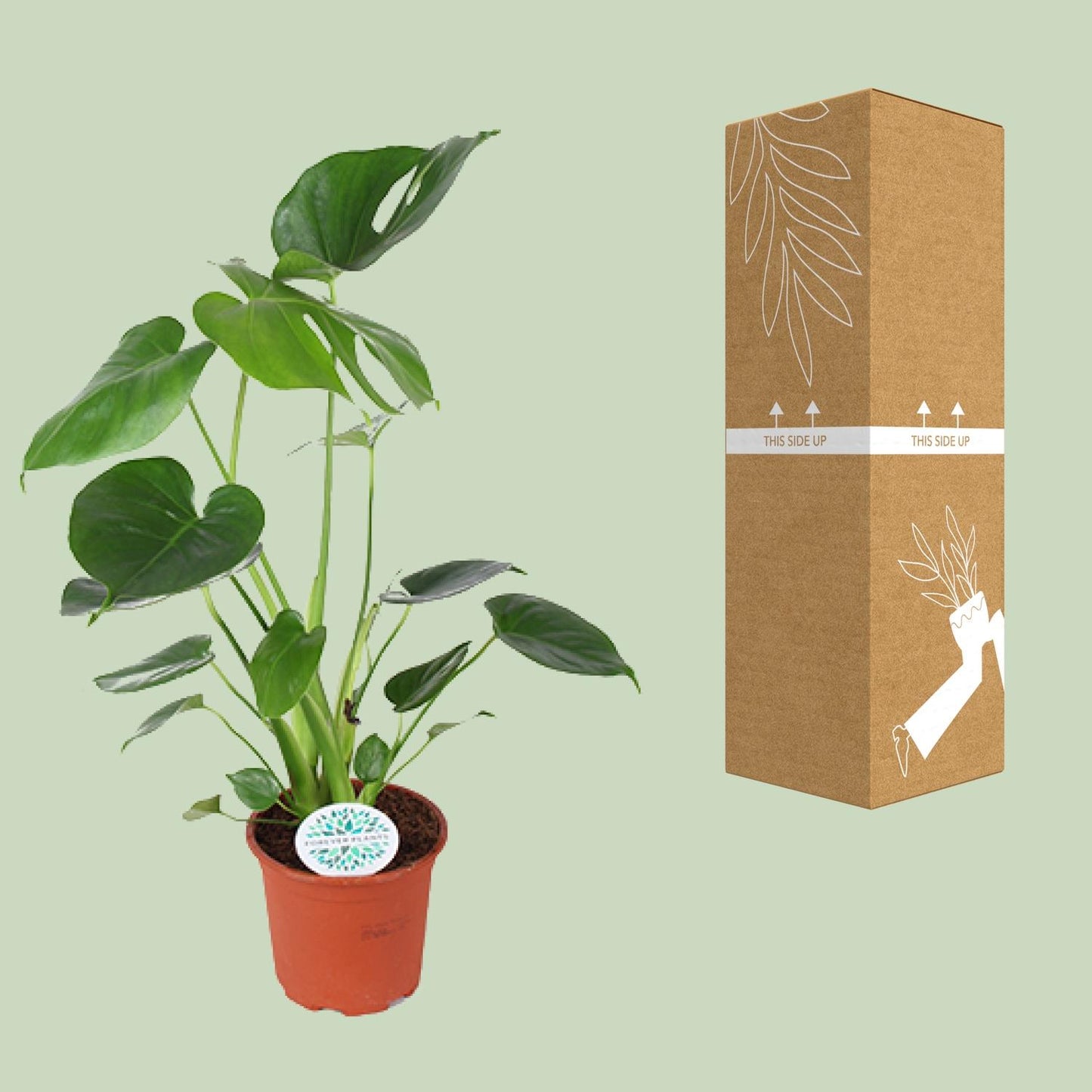 Monstera Deliciosa – Tropische, pflegeleichte Zimmerpflanze Ø14cm