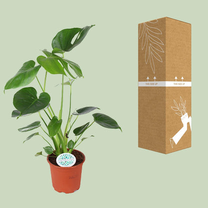 Monstera Deliciosa – Tropische, pflegeleichte Zimmerpflanze Ø14cm
