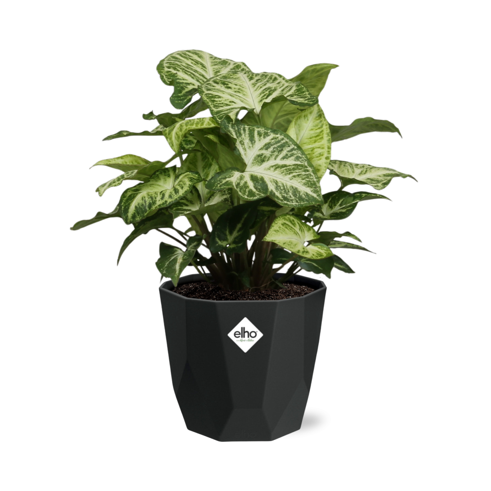 Syngonium Arrow – Pflegeleichte Pfeilspindel in 14 cm Topf