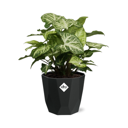 Syngonium Arrow – Pflegeleichte Pfeilspindel in 14 cm Topf
