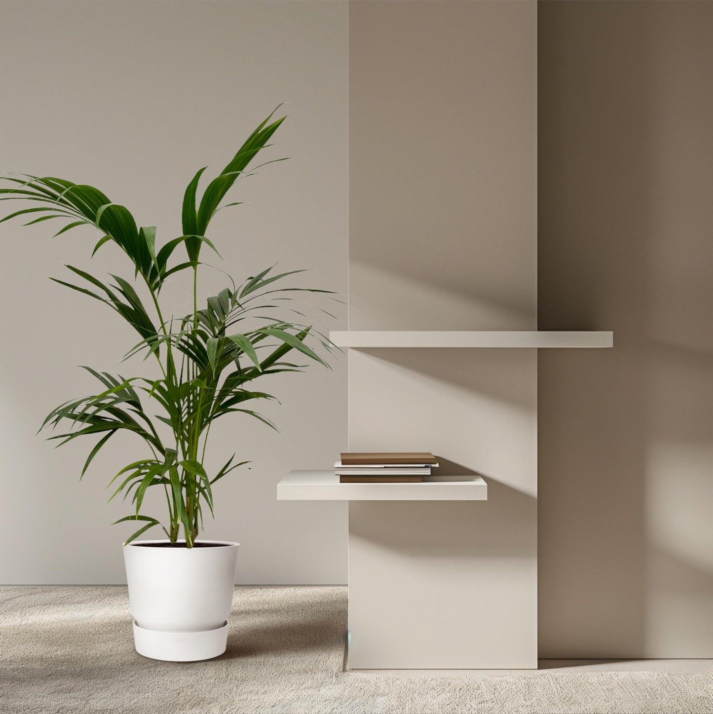 Kentia-Palme 130 cm – Pflegeleichte Zimmerpflanze