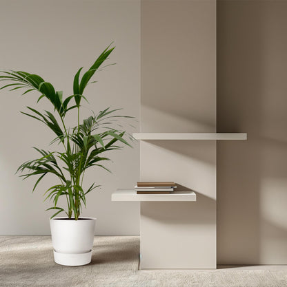 Kentia-Palme 130 cm – Pflegeleichte Zimmerpflanze