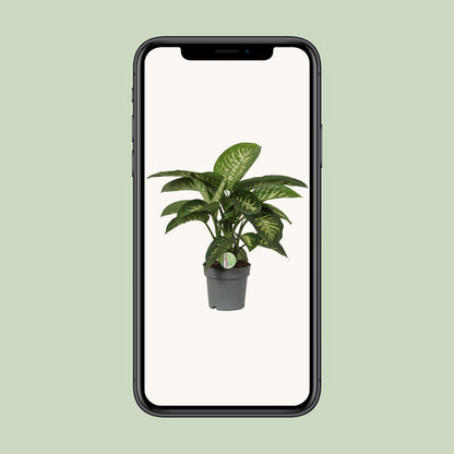 Dieffenbachia Reeva – Pflegeleichte Zimmerpflanze Ø19cm