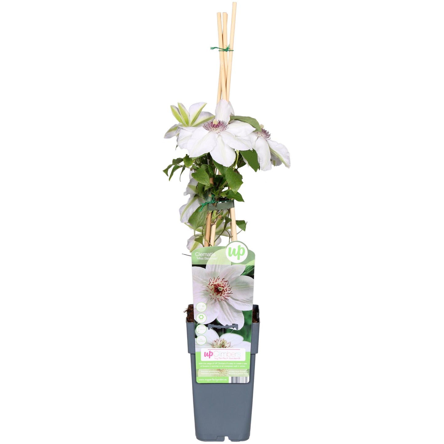 Clematis Miss Bateman – Weiße Waldrebe Ø15cm, 65cm hoch