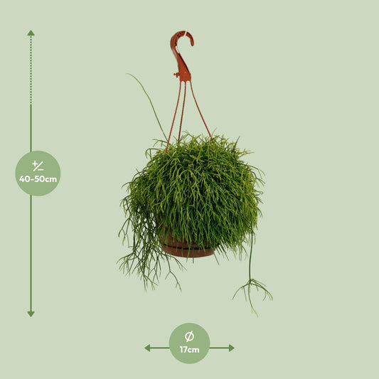 Rhipsalis Cassutha – Pflegeleichte luftreinigende Zimmerpflanze Ø17cm