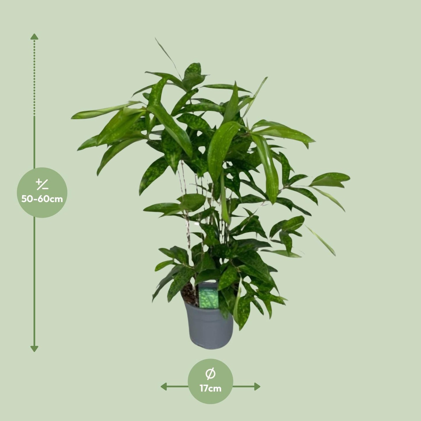 Dracaena Surculosa – Elegante, pflegeleichte Zimmerpflanze Ø17cm