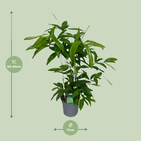 Dracaena Surculosa – Elegante, pflegeleichte Zimmerpflanze Ø17cm