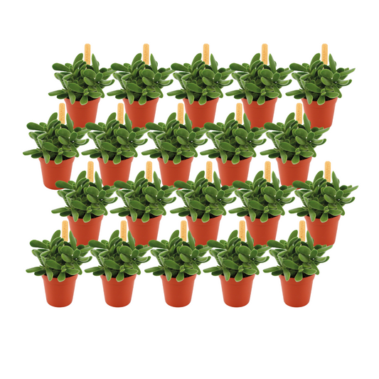 Crassula Stretto – 20er Set pflegeleichte Sukkulenten Ø5,5 cm