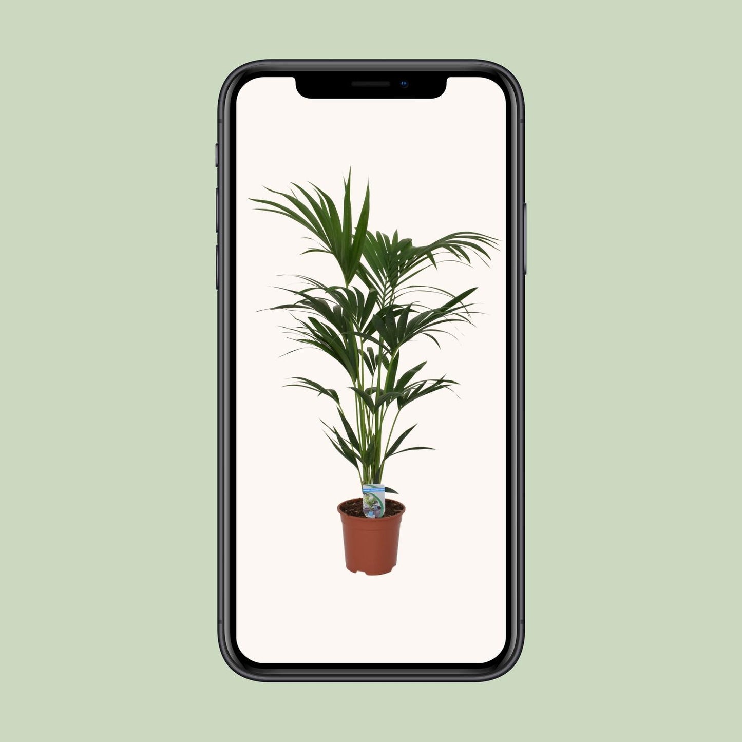 Howea forsteriana – Kentia-Palme Ø21cm, 120cm hoch