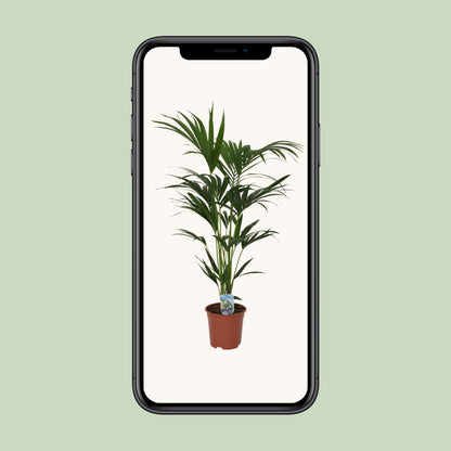 Howea forsteriana – Kentia-Palme Ø21cm, 120cm hoch