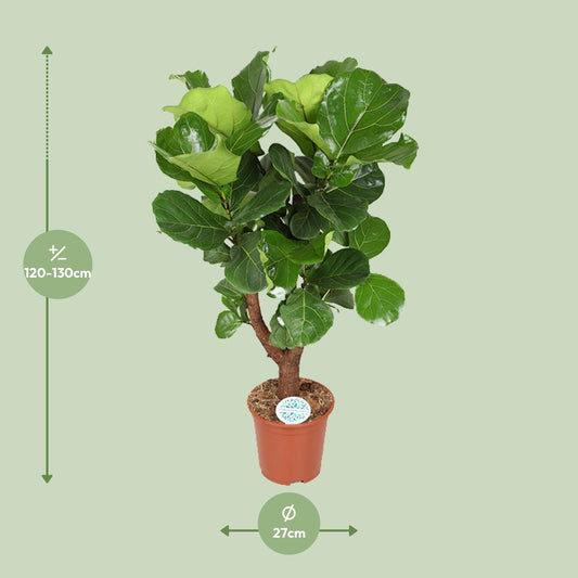 Ficus Lyrata Zimmerpflanze Ø27cm, ca. 130cm hoch