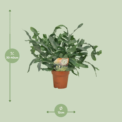 Phlebodium Blue Star – pflegeleichte Zimmerpflanze Ø12cm