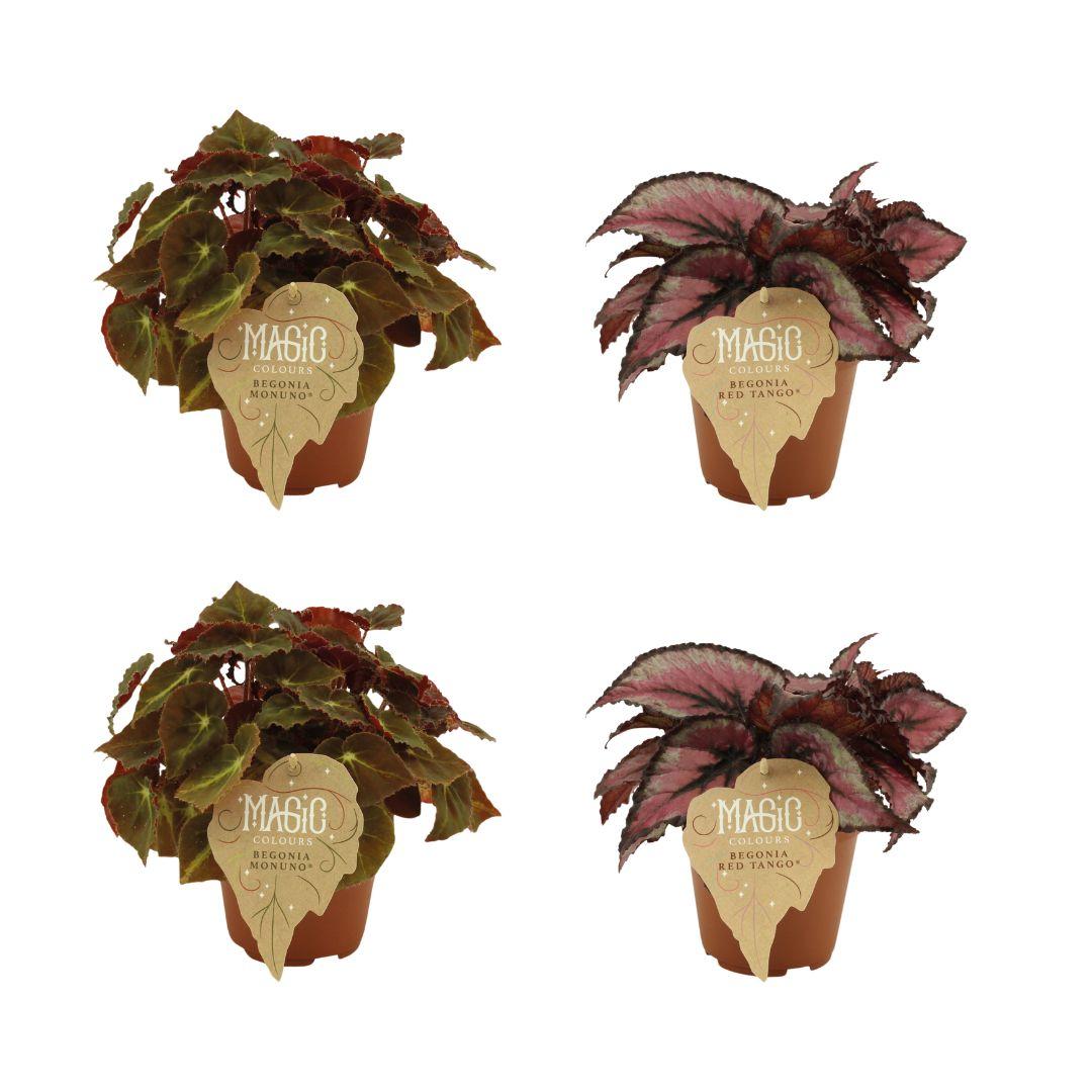 Begonien-Set Rex Montuno & Red Tango – 2er-Pack Ø12cm
