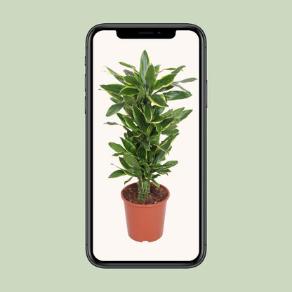 Dracaena Golden Coast – Pflegeleichter Drachenbaum Ø27cm