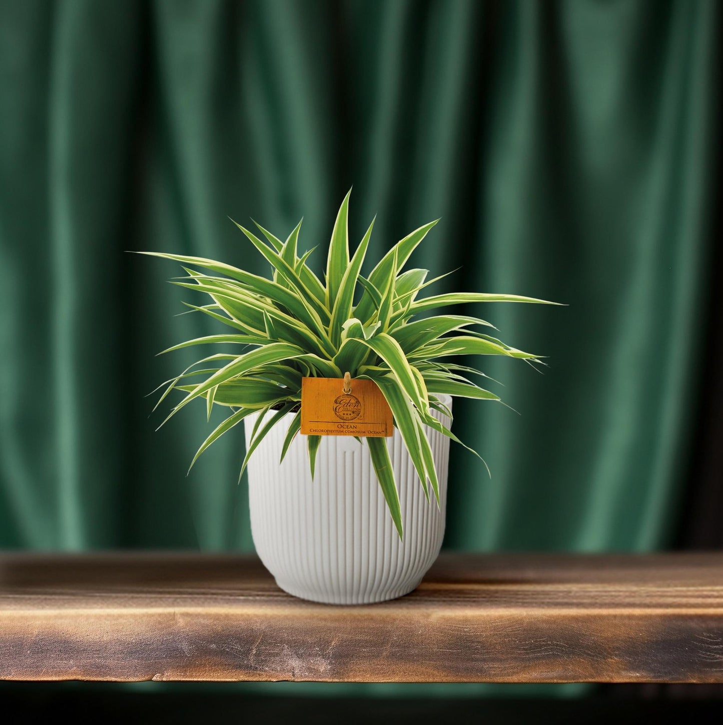 Chlorophytum Ocean – pflegeleichte Grünlilie Ø12cm