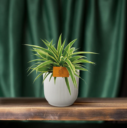 Chlorophytum Ocean – pflegeleichte Grünlilie Ø12cm