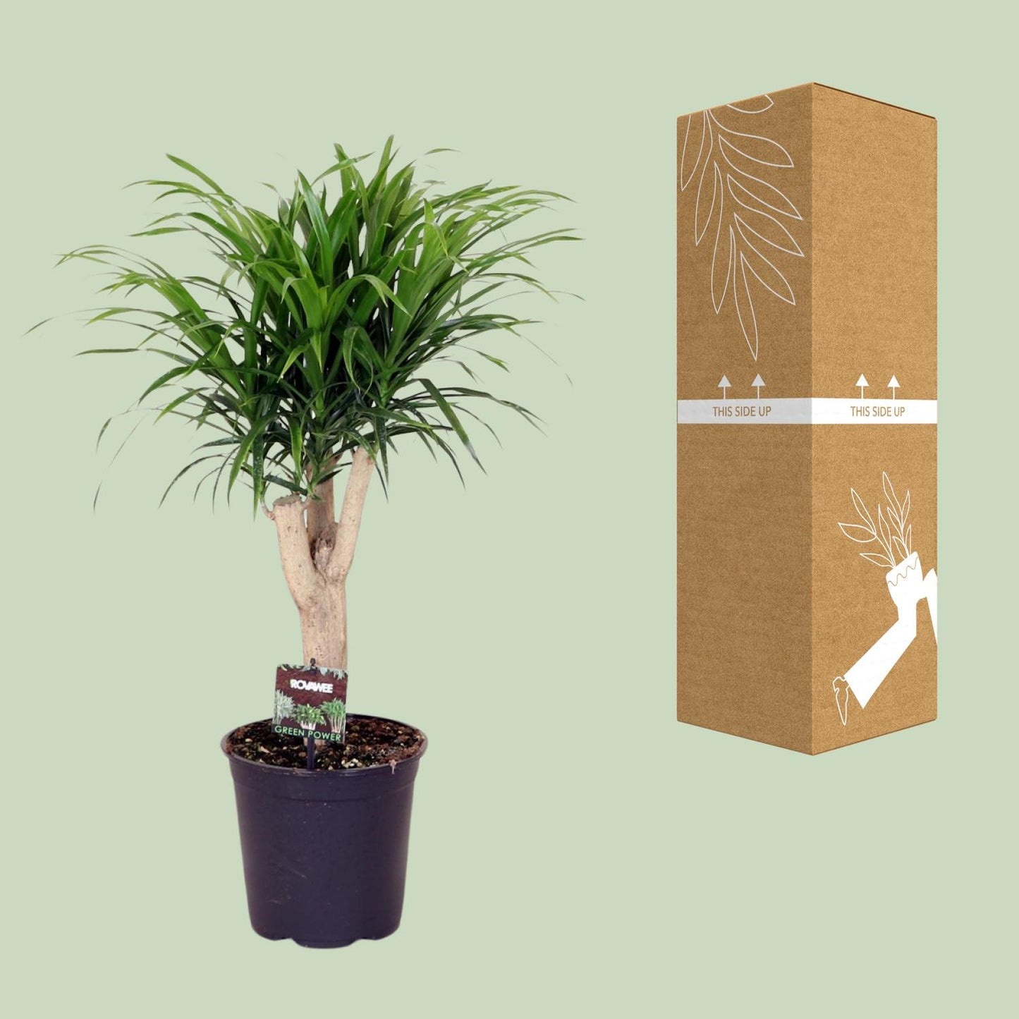 Dracaena Anita – pflegeleichter Drachenbaum Ø21cm, 70cm hoch