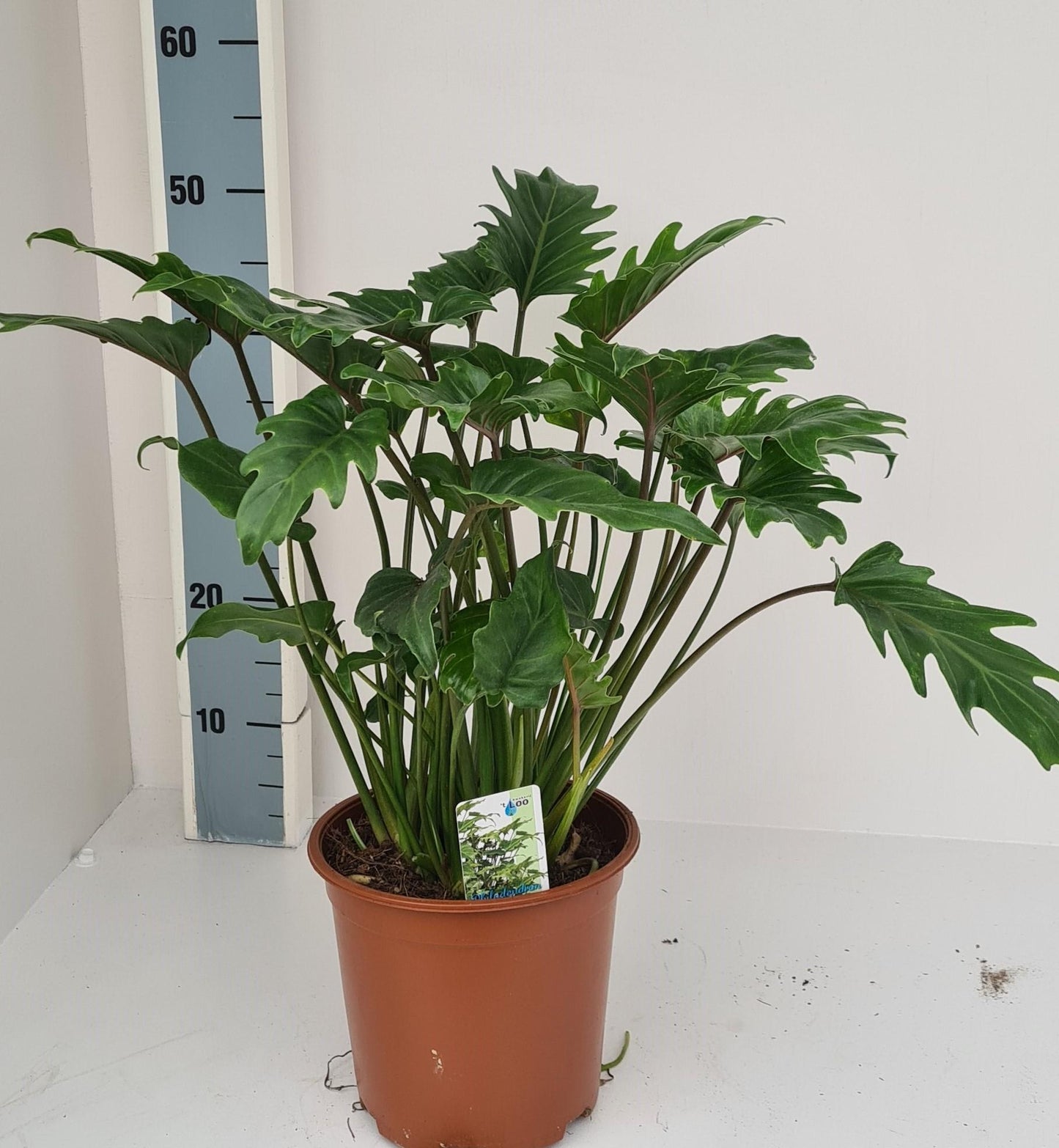 Philodendron Xanadu – Pflegeleichte Trendpflanze für modernes Wohnen