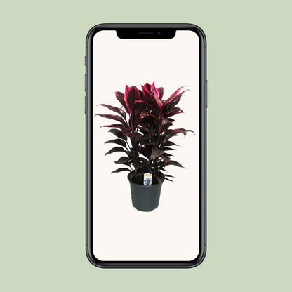 Cordyline Mambo – Tropische, pflegeleichte Zimmerpflanze Ø19cm