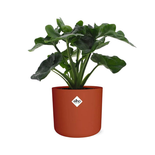 Philodendron Atom – Pflegeleichte tropische Zimmerpflanze 14cm