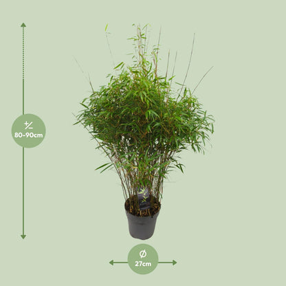 Drachenkopf-Bambus 'Rufa' – Pflegeleichte Zimmer- und Gartenpflanze Ø27cm
