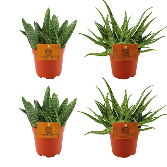 4er-Set Aloe Paradisicum & Aloe Spider Ø10,5 cm – Pflegeleicht & Modern