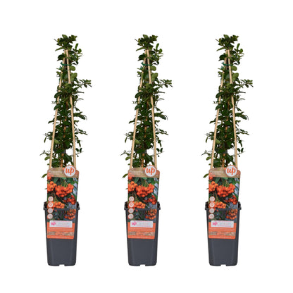 3er-Set Pyracantha 'Orange Glow' – leuchtende Feuerdorn-Pflanzen