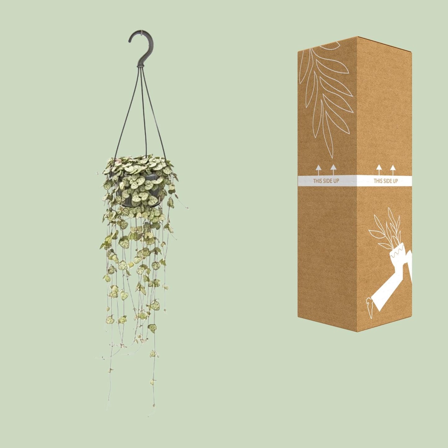 Ceropegia Woodii Hängepflanze Ø14cm, 50cm Länge