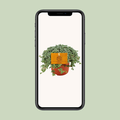 Pilea Glauca – Pflegeleichte Zimmerpflanze Ø11cm