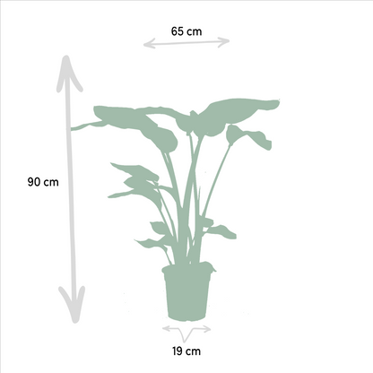 Strelitzia Nicolai & Alocasia Macrorrhiza – Stilvolle Zimmerpflanzen Ø19cm