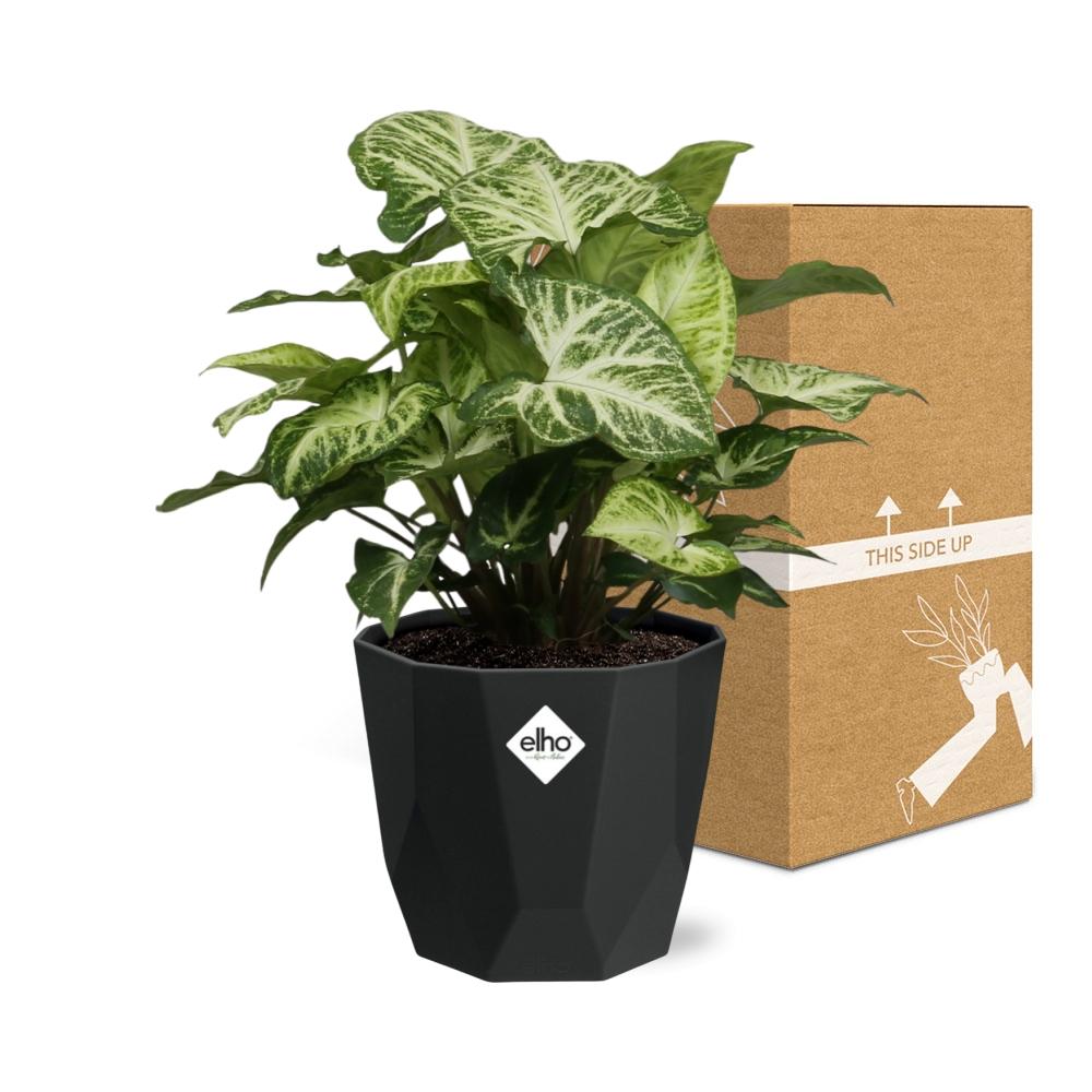 Syngonium Arrow – Pflegeleichte Zimmerpflanze im 14cm Topf