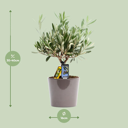 Gewöhnliche Olive Olea europaea Ø16cm, 35cm hoch