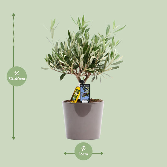 Gewöhnliche Olive Olea europaea Ø16cm, 35cm hoch