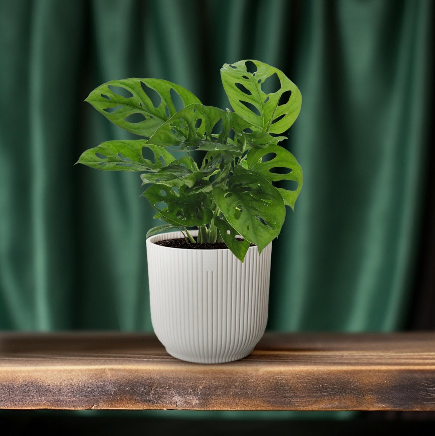 Monstera Monkey Leaf – Pflegeleichte Zimmerpflanze Ø12cm
