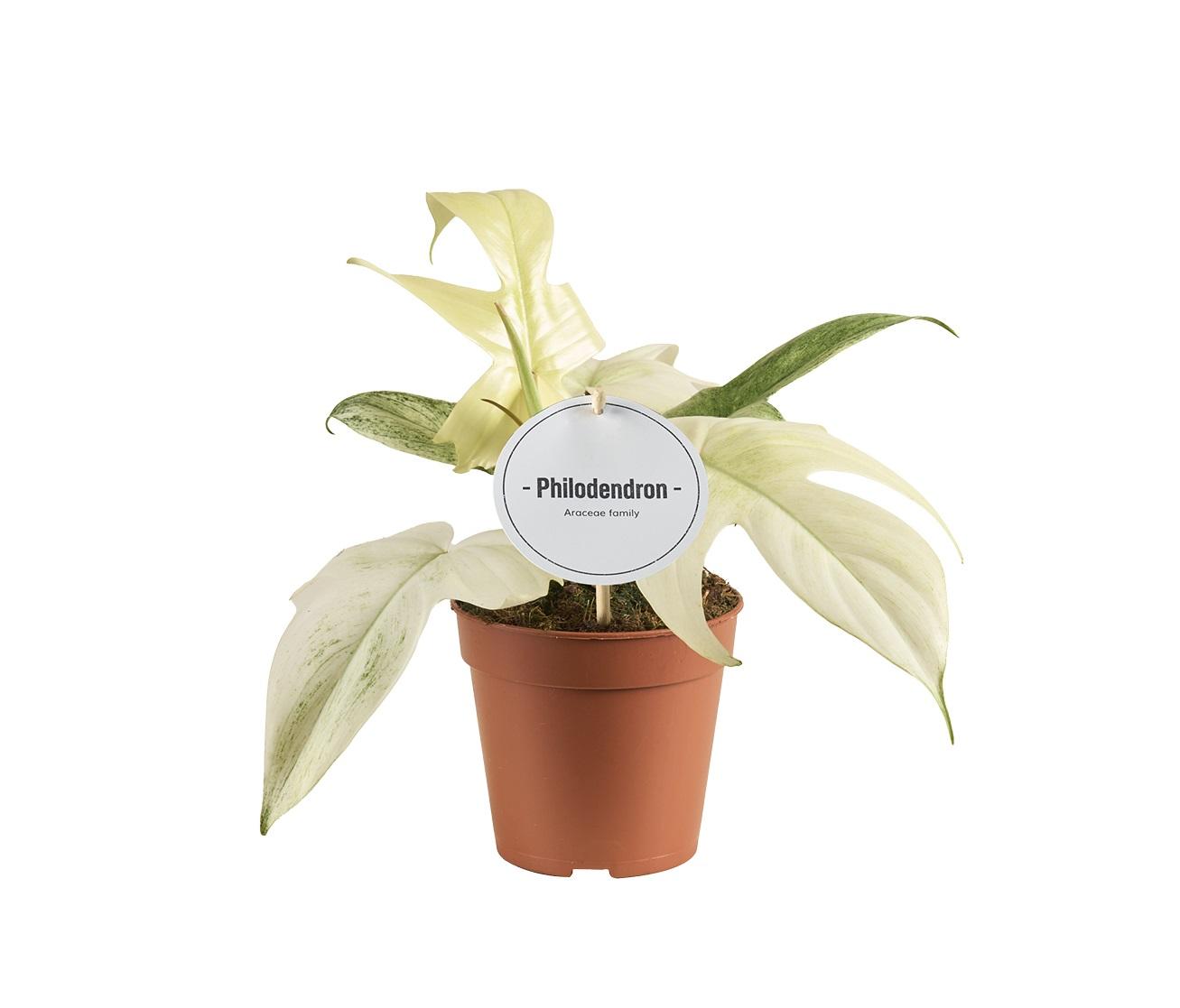 Philodendron Florida Ghost – Pflegeleichte Trendpflanze Ø12cm