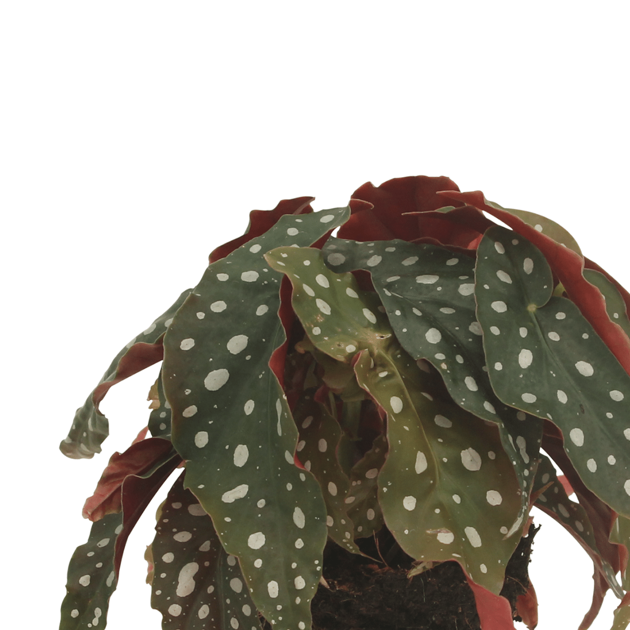 2x Begonia Maculata – Blattbegonie 20 cm im Ø12 cm Topf