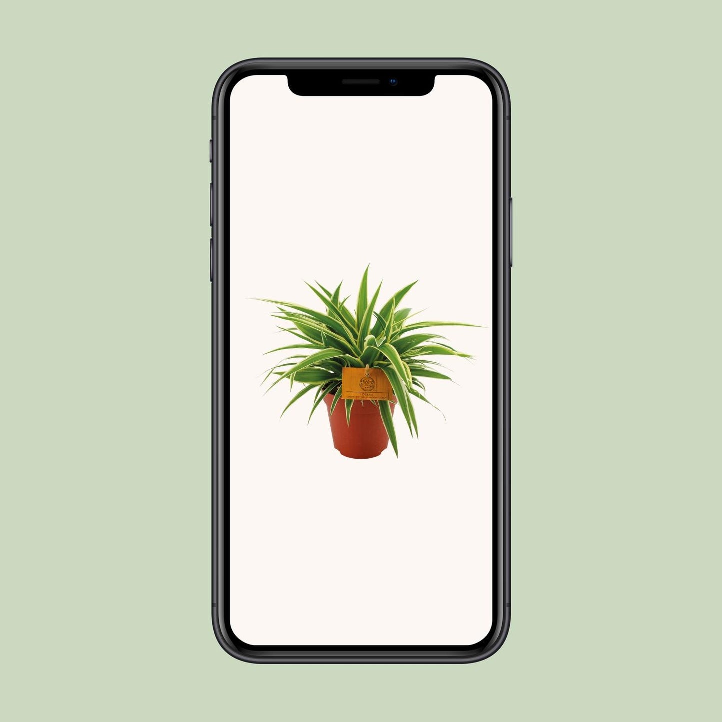 Chlorophytum Ocean – pflegeleichte Grünlilie Ø12cm