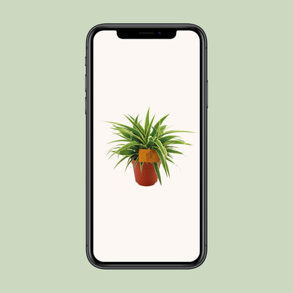 Chlorophytum Ocean – pflegeleichte Grünlilie Ø12cm
