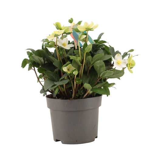 Helleborus Niger 'Advent Star Early' – Winterblüher Ø17cm