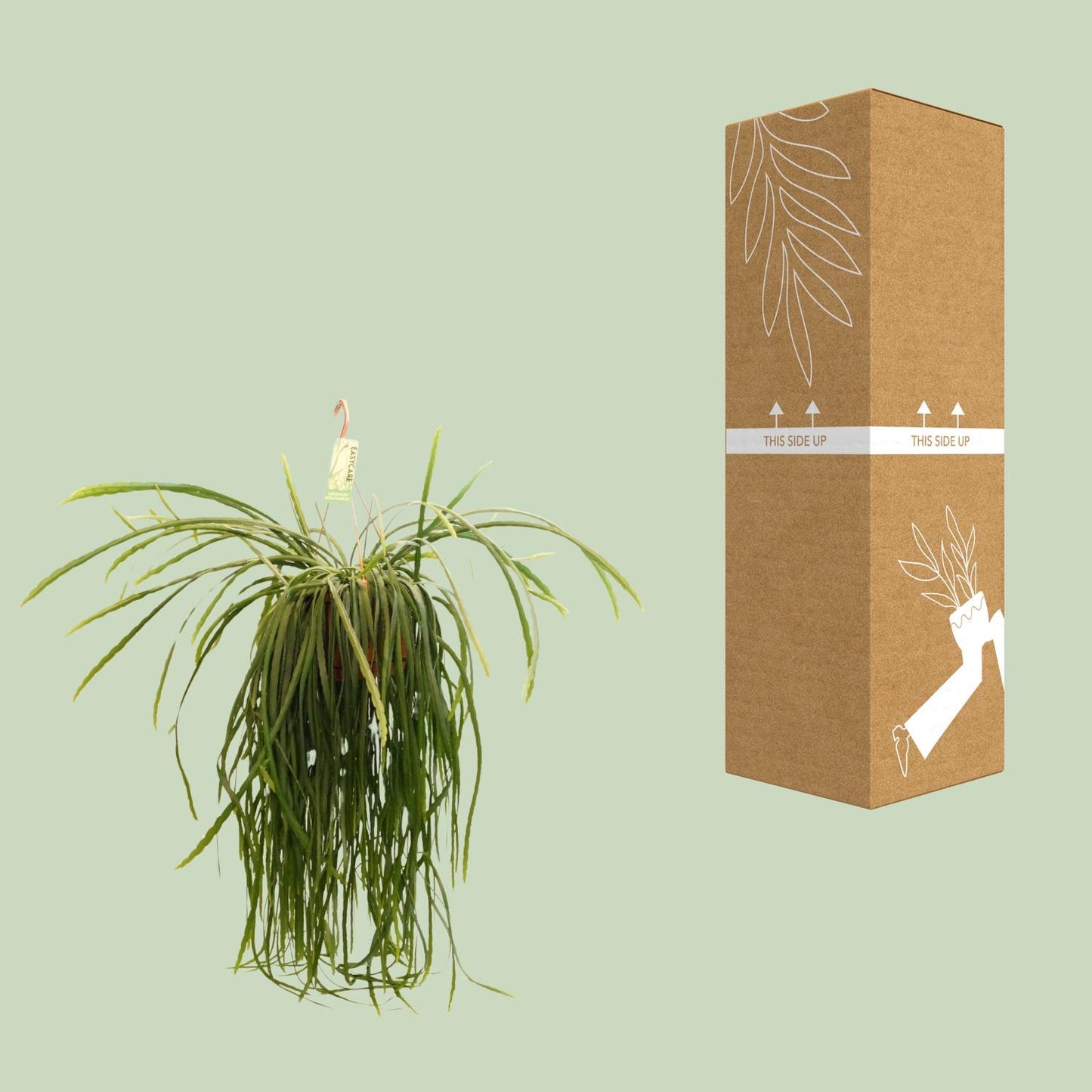 Lepismium Bolivianum – Pflegeleichter Zimmerkaktus Ø21 cm