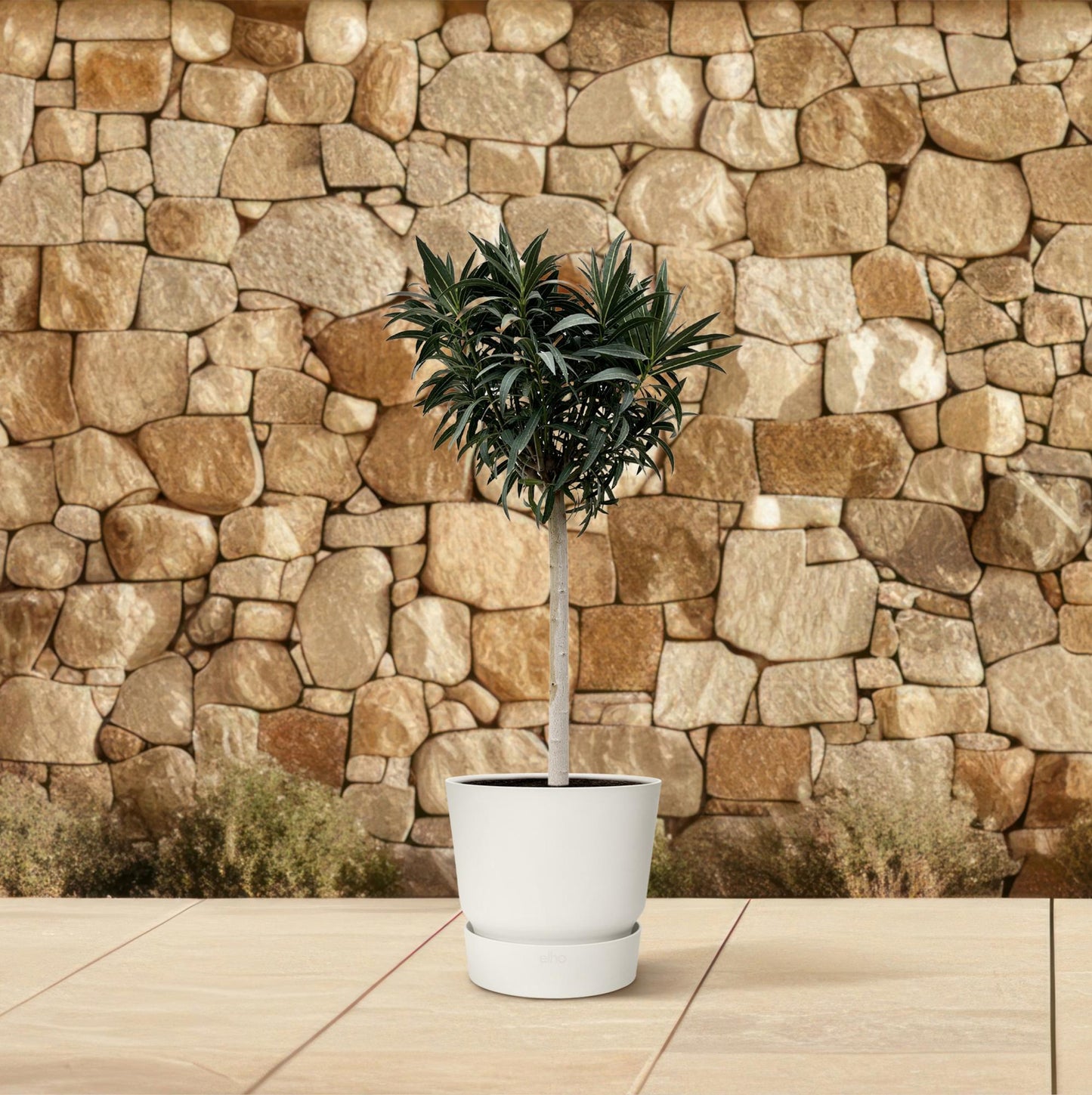 Nerium Oleander weiß blühend Stamm 200cm Ø35cm