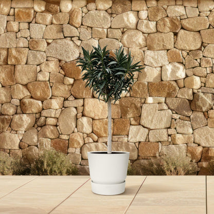 Nerium Oleander weiß blühend Stamm 200cm Ø35cm