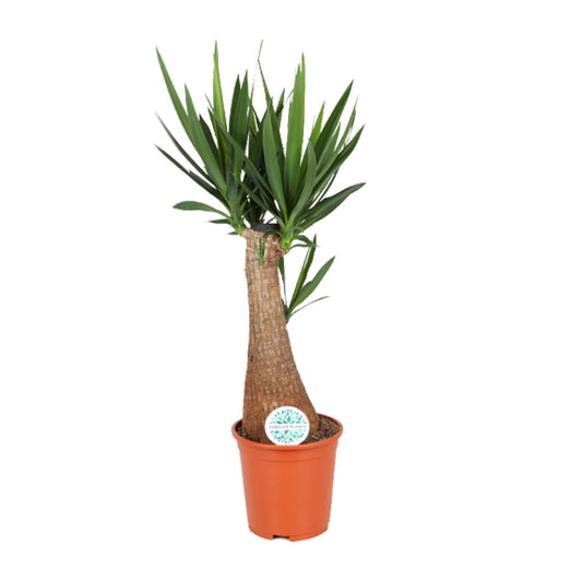Yucca Palme – Pflegeleichte, robuste Zimmerpflanze Ø24cm, 105cm hoch